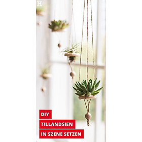 Mua Set 5 dây treo cây không khí độc đáo treo trang trí cửa sổ tường treo ban công