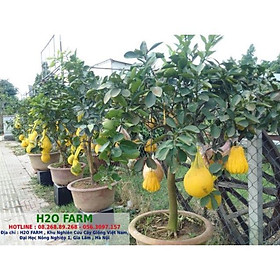 Cây Phật Thủ Giống - 2 cây trước nhà + Tặng 01 cây dâu da đất
