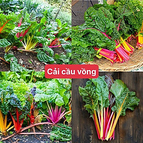 Mua Hạt giống cải cầu vồng (gói 120 hạt) siêu dễ trồng kháng bệnh tốt năng suất cao cửa hàng hạt giống uy tín