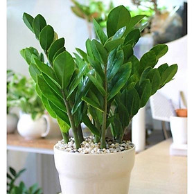 Cây Kim Tiền GỬI ĐI NGUYÊN CHẬU
