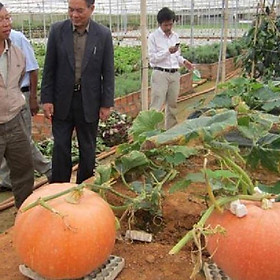 Bộ 2 Gói Hạt giống bí đỏ khổng lồ - Gói 5 hat