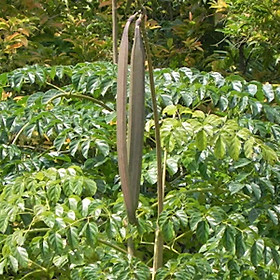 Mua Cây giống núc nác rừng