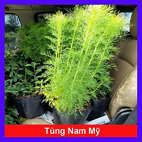 Hình ảnh Cây Tùng Nam Mỹ - cây cảnh trong nhà