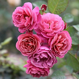 Mua Hoa hồng Nhật Aoi Rose - hoa chùm  siêng hoa