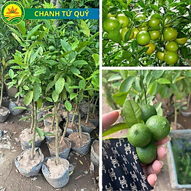 Mua Cây giống chanh tứ quý đang quả(ảnh thật)  chanh lùn nhiều quả mọng nước và rất thơm  cây giống chuẩn khỏe ít sâu hại