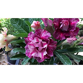 CÂY HOA SỨ THÁI CÁNH KÉP " VÂN HUẾ 13 " -củ size to,rễ đã tạo quái thành hình, hàng tuyển loại 1