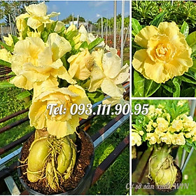 Mua Hạt giống hoa sứ ghép Thái Lan hoa vàng cánh to - Bịch 10 hạt – Mã số 2092