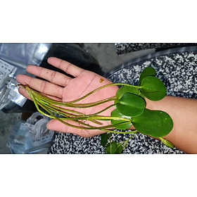 Cây Thủy quỳnh cây thủy sinh dễ sinh trưởng lọc nước trong hồ thủy sinh, non bộ rất đẹp