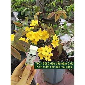 Mua Siêu Kích Mầm T90 cho Mai vàng  Hồng  Phong lan - Bôi Ở Đâu Bật Mầm Ở Đó