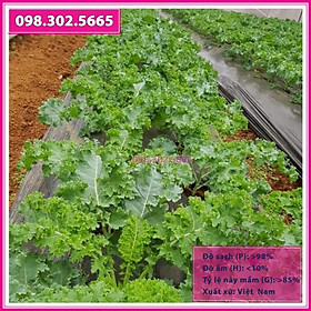 Mua Hạt giống rau cải kale xoăn gói 20hạt