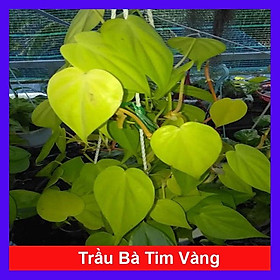 Cây Trầu Bà Tim Vàng - cây cảnh để trong nhà + tặng phân bón cho cây