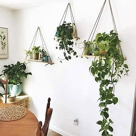Mua Bán sỉ  kệ gỗ treo tường kèm dây FREE SHIP hàng công ty chất lượng đảm bảo