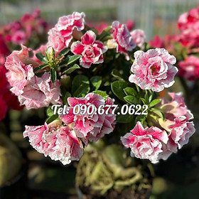 Bịch 10 hạt giống hoa sứ hồng tiên – Mã số 1327