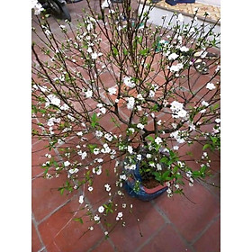 Mua Cây Mai Trắng có hoa cao 60cm 946sp