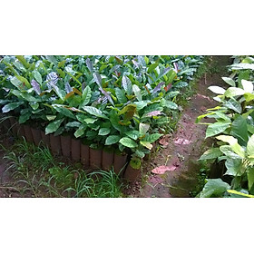 Mua Cây giống Cà Phê Xanh Lùn   Trường Sơn TS5  ..   CÂY GHÉP  CÂY ĐẸP   KHỎE  SINH TRƯỞNG TỐT  