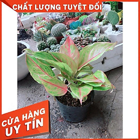 Cây Phú Quý Giống Vàng