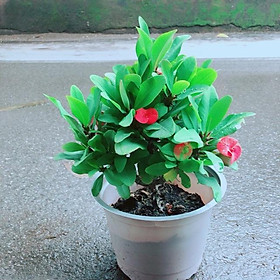 Mua Xương Rồng Bát Tiên