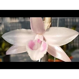 Cốc phi điệp 5 cánh HỒNG Á HẬU - hàng CẤY MÔ - hoa TÙY DUYÊN - hoa siêu đẹp