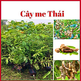 Cây me Thái ngọt ghép cao 60-90 cm rất khoẻ mạnh