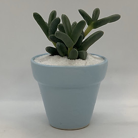 Chậu Sứ - 7x7x7 Cm - Mầu Xanh Biển – Dáng Trôn Ốc - Chậu Gốm Bát Tràng Trồng Cây Mini Để Bàn, Tiểu Cảnh Terrarium, Sen Đá & Xương Rồng