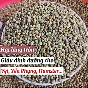 Hạt láng tròn, thức ăn yêu thích cho vẹt, hamster, sóc bông