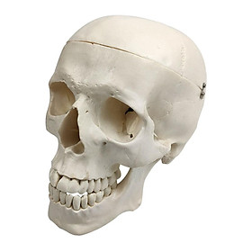 1:1 Plastic Skull Head Model Simulation Skeleton Head Medical Skull Art Copy for Halloween Decor
