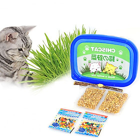Bộ trồng cỏ tiêu búi lông cho mèo