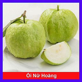 Cây Giống Ổi Nữ Hoàng - cây ăn quả + tặng phân bón cho cây