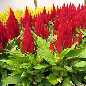 HG23 Hạt Giống Hoa Mào Gà Đuôi Phụng Đỏ Vàng