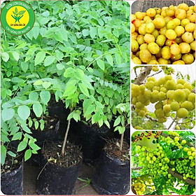 Mua Giống Chùm Ruột Thái Trái Ngọt Siêu Sớm Giống Chuẩn