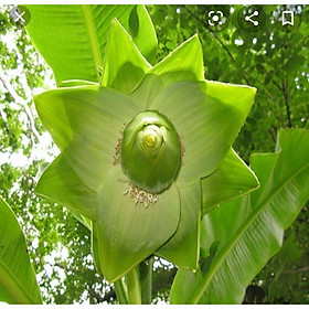Mua Cây Giống Cây Chuối Cô Đơn