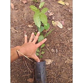 Mua Cây giống trà xanh (chè xanh  chè tươi) cây cao trên 35cm  bầu ổn định