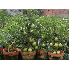 Mua Cây Giống Ổi Lùn nữ Hoàng thái lan ( có thể trồng chậu)