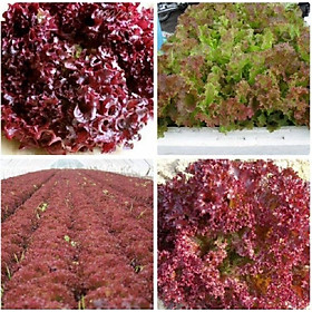 Combo 10 gói hạt giống rau xà lách xoăn tím dể trồng-gói 0,2 gram - tặng 1 phân bón lót