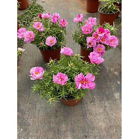 Hoa 10 giờ Mỹ tặng 2 cây chè xanh