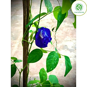 Mua Cây đậu biếc hoa kép cao 1m (ảnh thât)