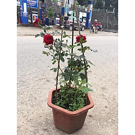Hoa Hồng Leo Cổ Hải Phòng Sắc Đỏ Nhung Quyến Rũ