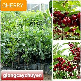 Mua GIỐNG CÂY CHERRY BRAZIL