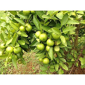 Mua sản phẩm CÂY CHANH ĐÀO