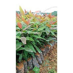 Mua CÂY GIỐNG BẠCH ĐÀN 7 MÀU.