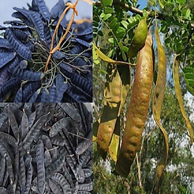 Cây giống cây bồ kết nếp