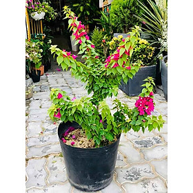 Hoa giấy tím thái, chậu hoa giấy lớn đang hoa, hoa nở đẹp rực ngày tết