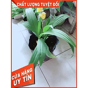 Lan Đất Có Hoa Vàng