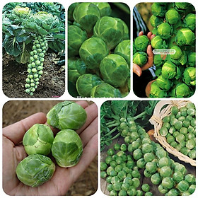 Hạt giống bắp cải tí hon xanh f1-gói 30 hạt-tặng kèm gói phân bón lót