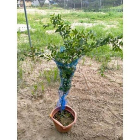 Mua Cây Hồng Táo  Táo Đỏ Tân Cương Cao 1m  Đang Cho Hoa