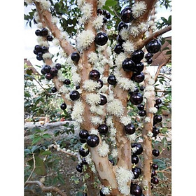 Mua Cây nho thân gỗ tứ quý 1 năm tuổi cao 80cm