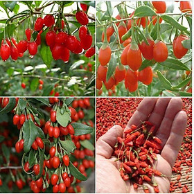 Mua Hạt giống câu kỷ tử ( cây dược liệu - 50 hạt/gói )