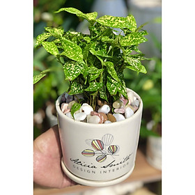 Chậu sứ cây trúc đốm tặng kèm đá trang trí