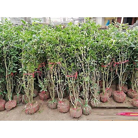 Cây Mộc Hương ta hoa vàng - cây giống 2,5 năm tuổi