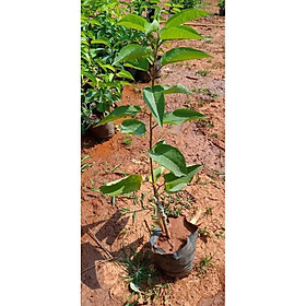 Cây cherry anh đào cao 1m có quả sau 6 tháng